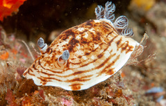 Aphelodoris varia