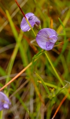 Psoralea trullata