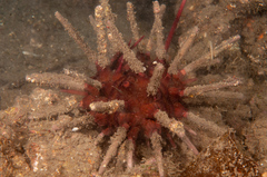 Phyllacanthus parvispinus