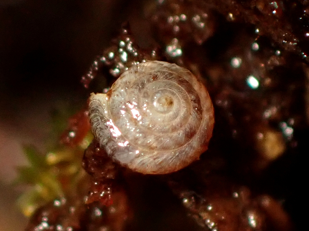 Cavellia sylvia