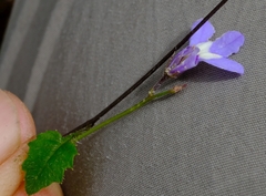 Lobelia dasyphylla