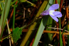 Lobelia dasyphylla