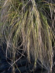 Carex flagellifera
