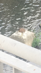 Nycticorax nycticorax nycticorax