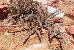 Monsonia