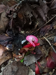 Etlingera brevilabrum