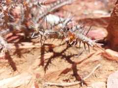 Monsonia