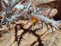 Monsonia