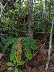 Etlingera brevilabrum
