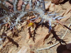 Monsonia