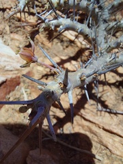 Monsonia