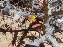 Monsonia
