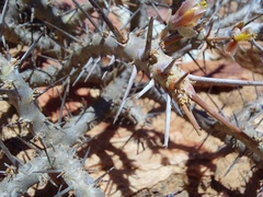 Monsonia