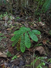 Etlingera brevilabrum