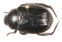 Anisoplia