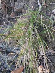 Poa anceps