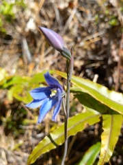 Thelymitra cyanea