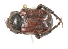 Hoplia