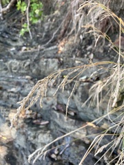 Poa anceps