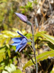 Thelymitra cyanea