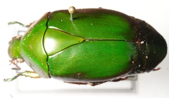 Pseudomacraspis affinis