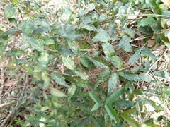 Acanthocheila visenda