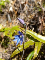 Thelymitra cyanea