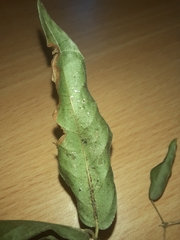 Acanthocheila visenda