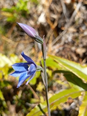 Thelymitra cyanea
