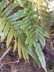 Blechnum montanum