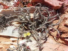 Monsonia