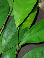 Ficus heteropleura