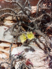 Monsonia