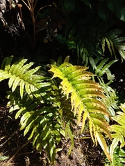 Blechnum montanum