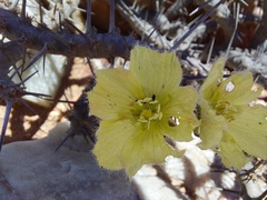Monsonia