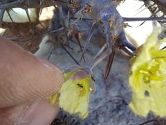 Monsonia