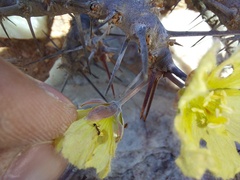 Monsonia
