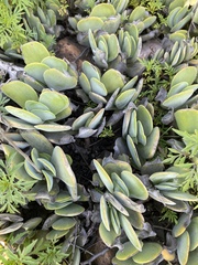 Crassula swaziensis