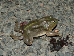 Ranoidea platycephala