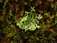 Pseudocyphellaria glabra