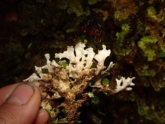 Pseudocyphellaria glabra