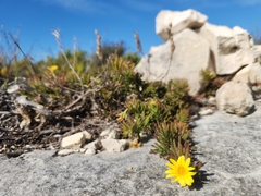Osteospermum subulatum