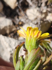 Osteospermum subulatum