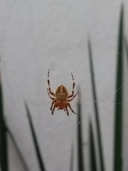 Araneidae