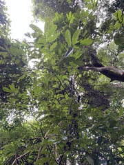 Millettia pachycarpa