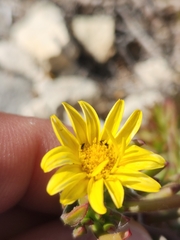 Osteospermum subulatum