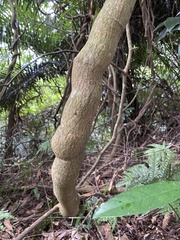 Millettia pachycarpa