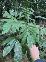 Millettia pachycarpa