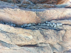 Anacampseros scopata