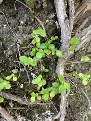 Peperomia urvilleana